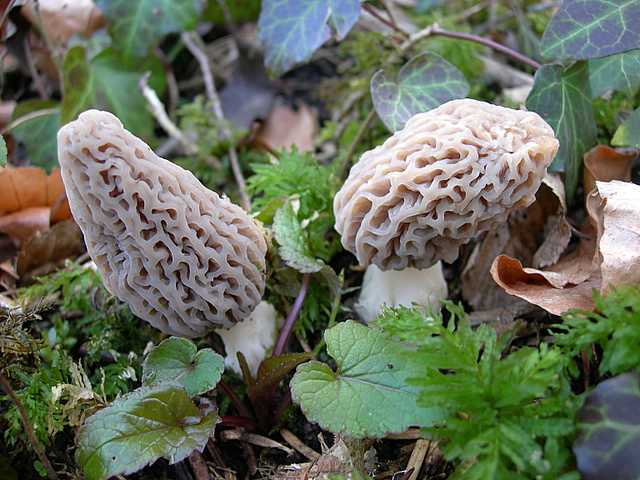 La valle dei funghi sconosciuti